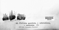 Cladonia pyxidata image